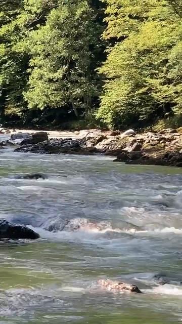 Медведь смотреть онлайн