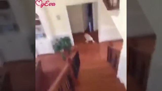 Не большой прикольчик))) смотреть онлайн