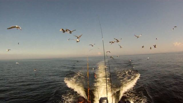 Чайки провожают нас домой смотреть онлайн