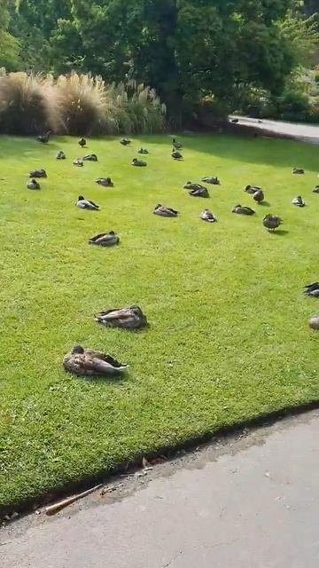 sleeping ducks #shorts #ducks смотреть онлайн