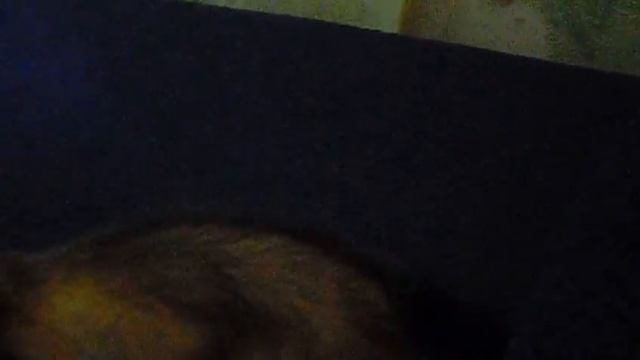 Хорек и мячик смотреть онлайн
