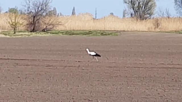 Работа аграриев,во время карантина. смотреть онлайн