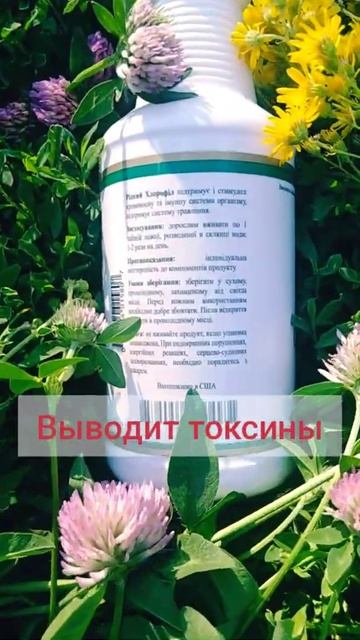 ХЛОРОФИЛЛ ЖИДКИЙ от компании NSP (Фито продукт)