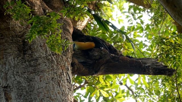 Knobbed hornbill from Tangkoko,Sulawesi presented by Kara sun смотреть онлайн