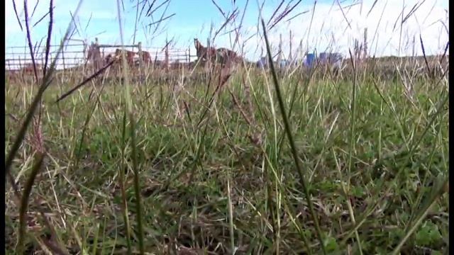 Triple D Ranch смотреть онлайн