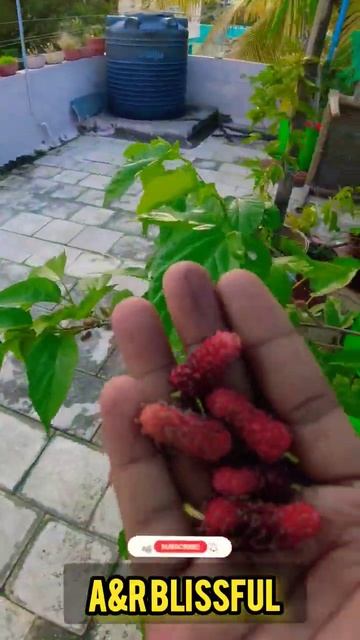 Mulberry Fruit Harvesting Terrace Garden | Kumquat orange Fruit Plant | Terrace Garden| Cherry Frui смотреть онлайн