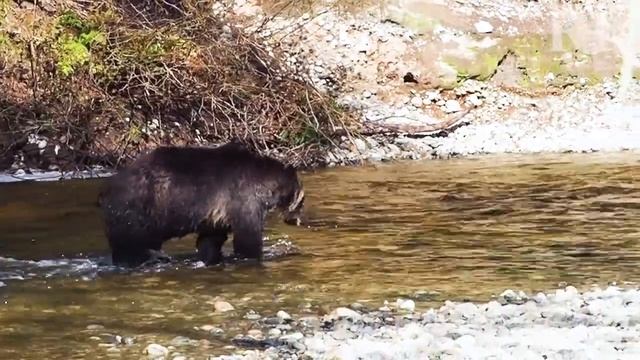 How to track GRIZZLY BEARS // British Columbia Travel Guide смотреть онлайн