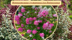 Красивые неприхотливые кустарники в нашем саду. Малоуходный сад в Подмосковье.