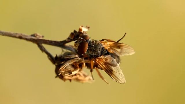 Ectophasia crassipennis - Prima di prendere il volo... смотреть онлайн