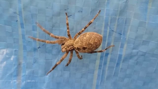 Zoropsis spinimana - (Dufour, 1820) - (Zoropsidae) - Zoropse à pattes épineuses, spider смотреть онлайн