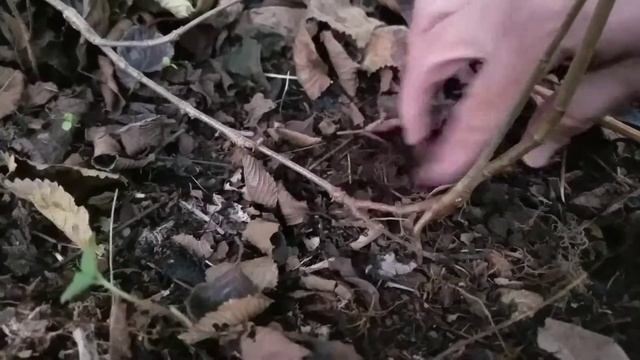 Propagating a Viburnum through Layering смотреть онлайн