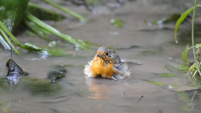 Зарянка - European robin - Erithacus rubecula смотреть онлайн