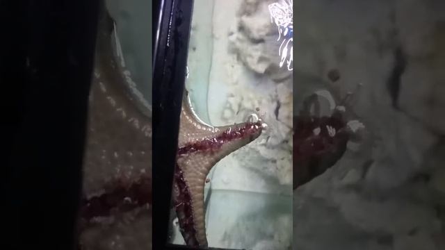 Chocolate Chip Starfish смотреть онлайн