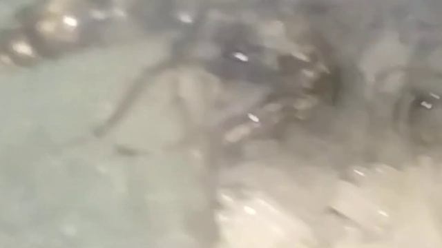 Neoponera villosa смотреть онлайн