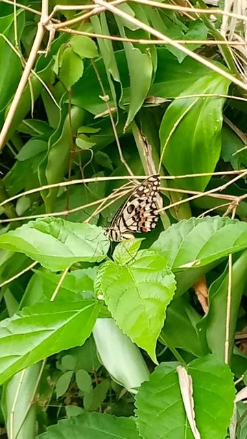 Beautiful Butterfly @Nhicenera смотреть онлайн