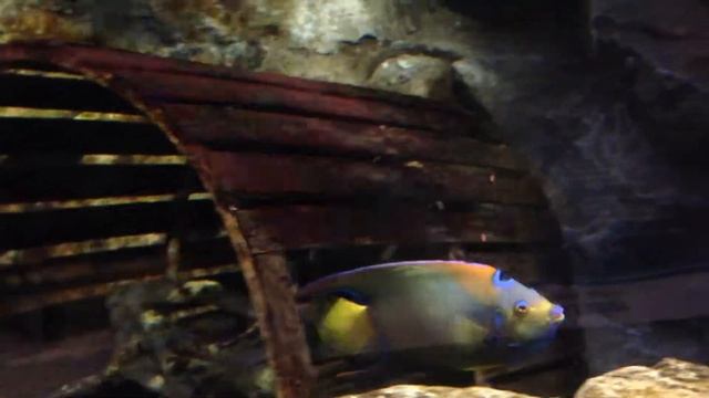 Queen Angelfish смотреть онлайн