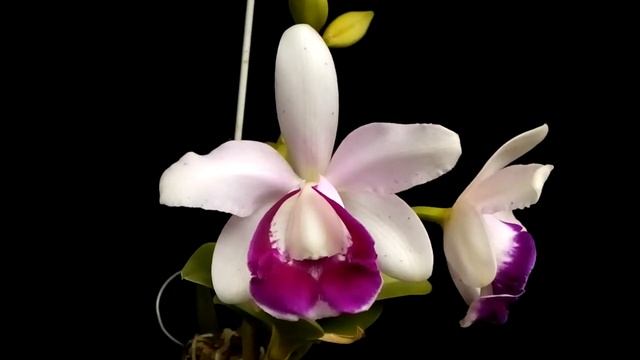 Cattleya intermedia (orlata x marginata) смотреть онлайн