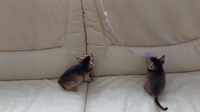 Абиссинцы Падпараджи 11.2022 смотреть онлайн