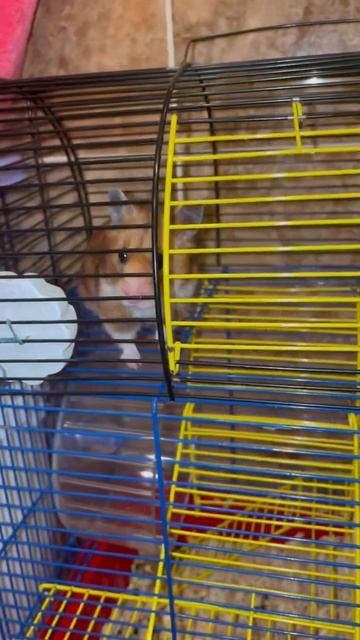 Наш хомяк Писся🐹Так грустно,что хомяки так мало живут🥹Ей ещё годик😀Пока живёт и радуется🌻🥜🌰 смотреть онлайн