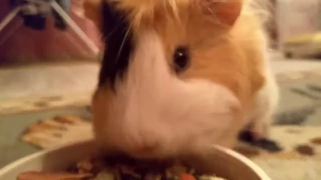 Просто видео 🎥 с морской свинкой 🐹🐹🐹 смотреть онлайн