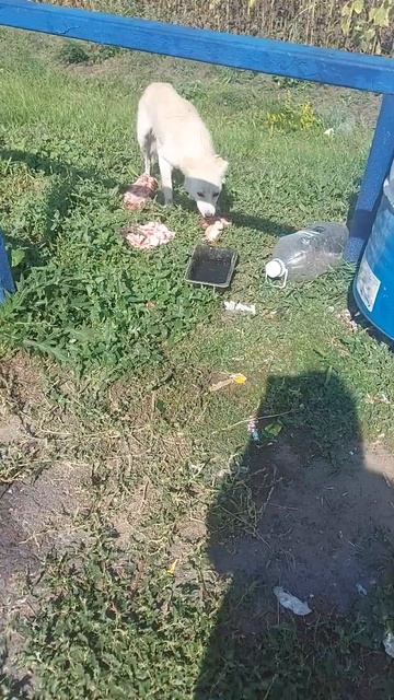 собачка в поле на трассе р-298 71й километр , локацию скину смотреть онлайн