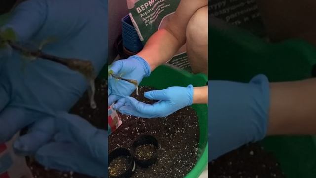 ✅ Посадка укорененных гортензий в горшки смотреть онлайн