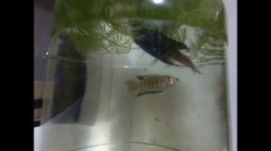 Аквариум.  Нерест макроподов в банке. Крупный план