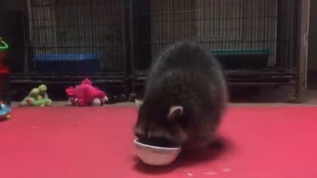 Енот ест 1.1 смотреть онлайн