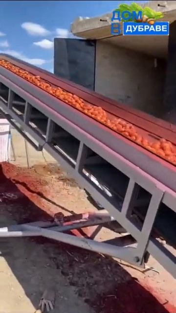 Обработка картофеля перед посадкой | Саженцы и семена по суперпредложениям ссылка в описании