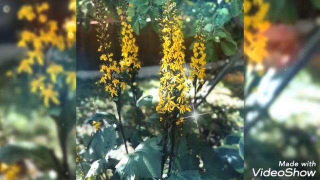 🌹🌺💖 Красота цветов 💖🌺🌹 Меленковский край 💥👍 смотреть онлайн