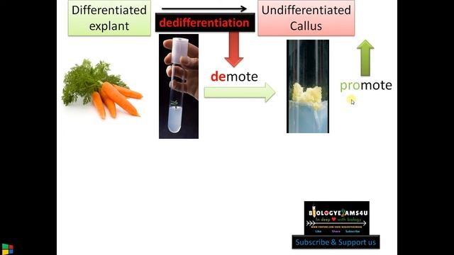 Difference between Differentiation, Dedifferentiation & Redifferentiation with examples смотреть онлайн