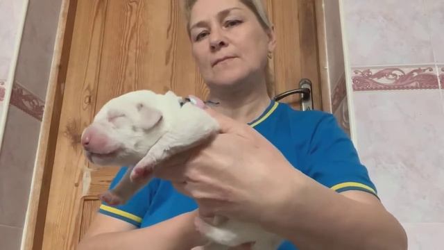 Кобель синяя лента , 2,5 дня смотреть онлайн