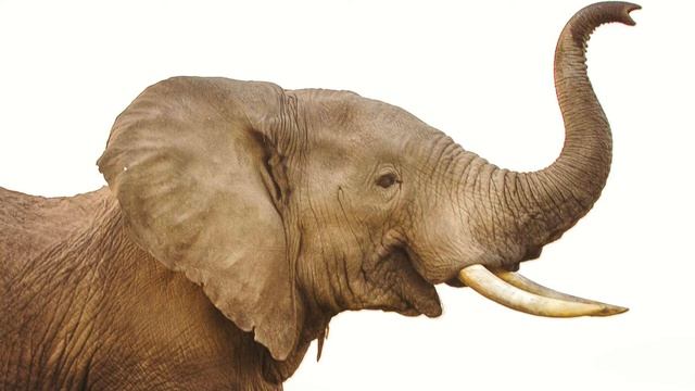 Elephant Sounds