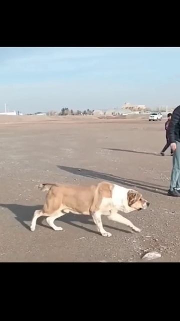 Есть желающие ⚡⚔️ | Alabay dog #alabay #тикток #алабай #волкодав #kangal #shortvideo #pitbull смотреть онлайн
