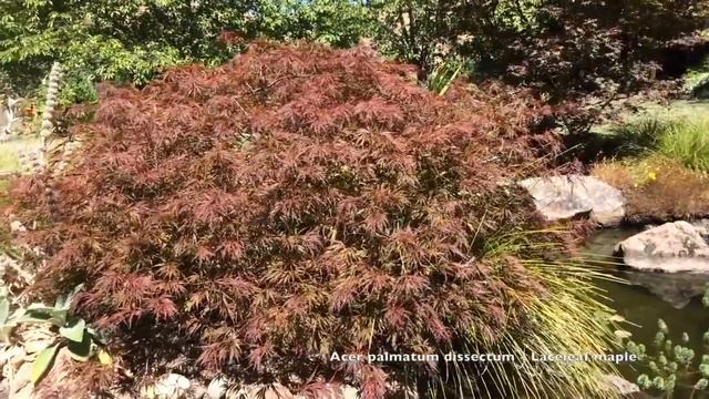 Acer palmatum dissectum - Laceleaf Maple смотреть онлайн