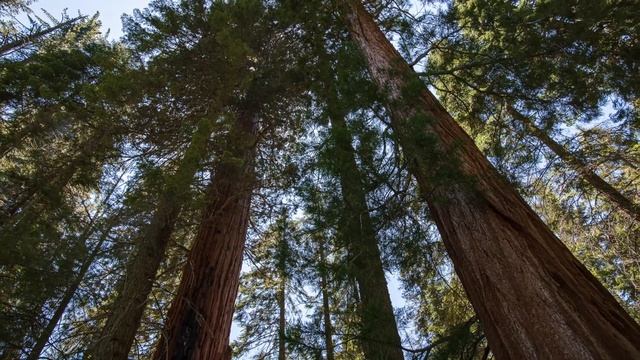 Yosemite, Sequoia & Joshua Tree - California Road Trip, Part 2 смотреть онлайн