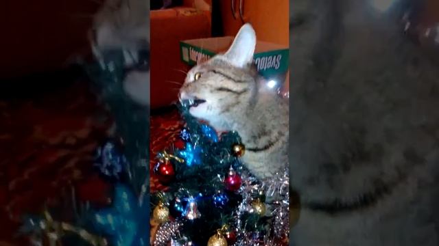 Кот и новый год. смотреть онлайн