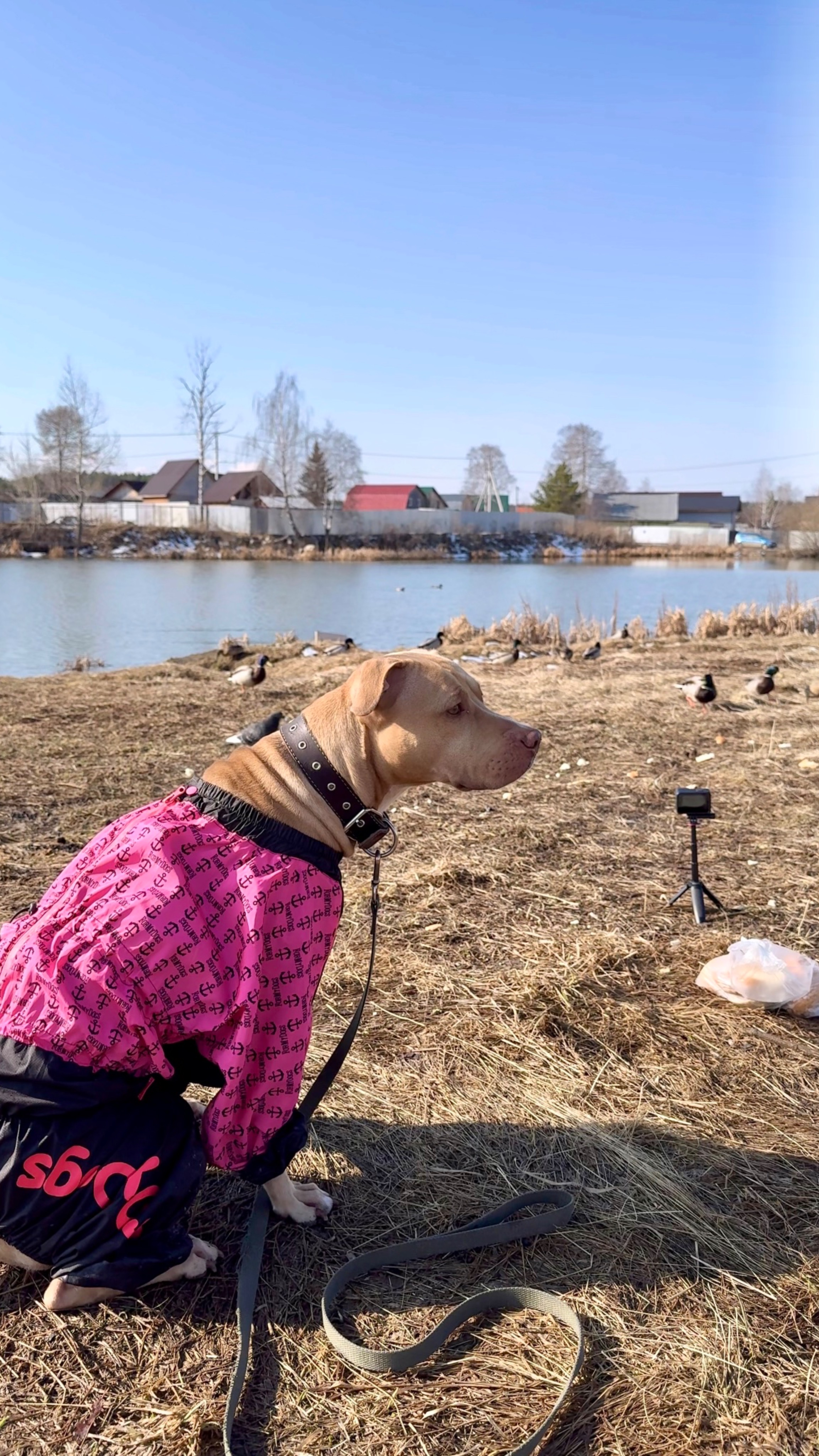 В гостях с Питбулем у Уток
Shorts   Видео