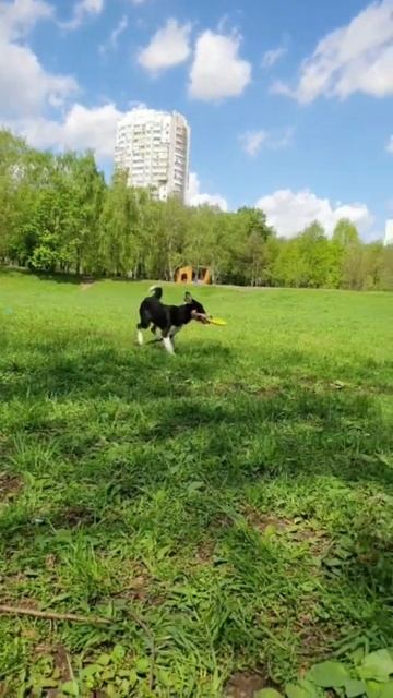 dog-frisbee bloopers #bordercollie смотреть онлайн