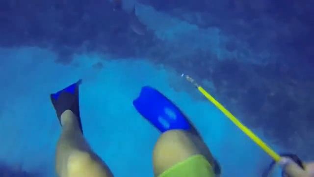 Shark Attack in Cayman Island смотреть онлайн