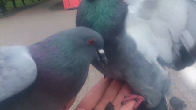 Кормлю голубей смотреть онлайн