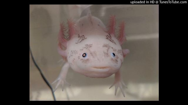 Sushi (A love song for a special axolotl named Sushi) смотреть онлайн