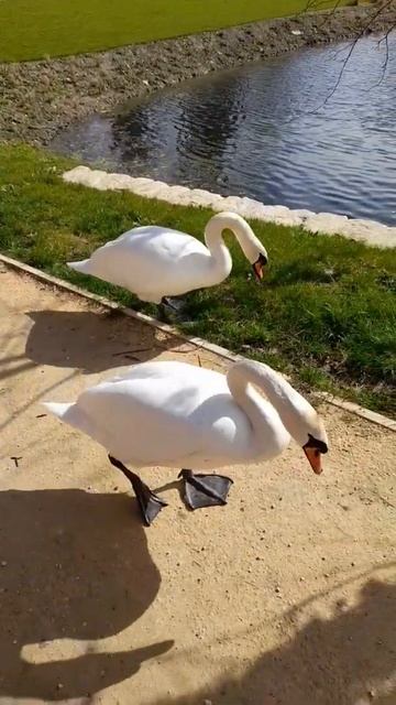 Walking with the Swans.Прогулка с лебедями.#shorts смотреть онлайн