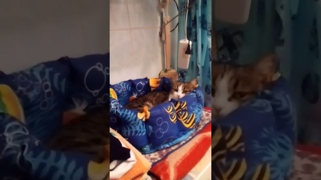 Кошкин дом - лежанки для Кнопки и Барсика👍❤️🐈🐈 смотреть онлайн