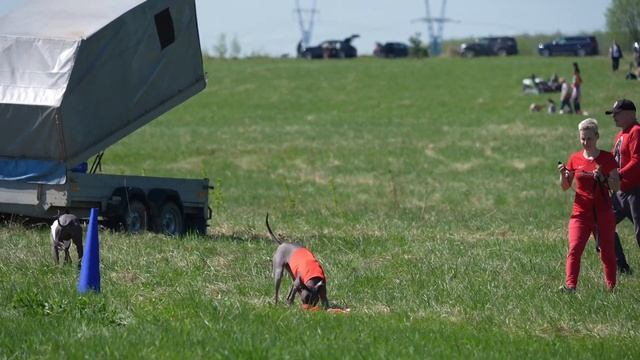 Ксолоитцкуинтли КСОЛОМАНИЯ ЁШКИН КОТ (к) и OLDER RALF IZ KANEKSO (б) 2-й забег смотреть онлайн