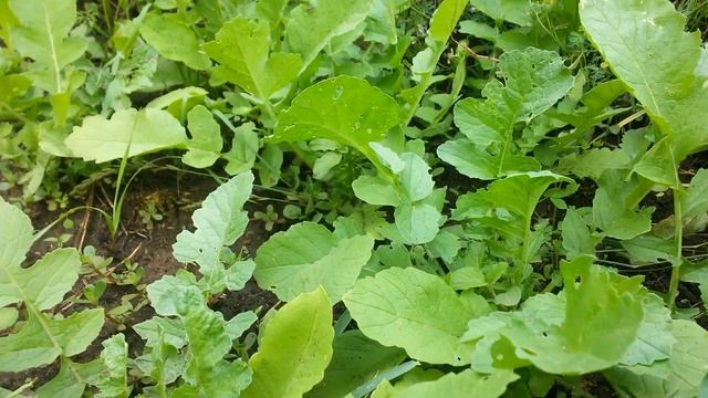 Это растёт дайкон - снято широкоформатно для плейлистов смотреть онлайн