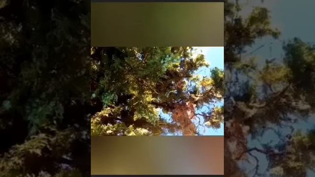 Corrado Retico - Fragile смотреть онлайн