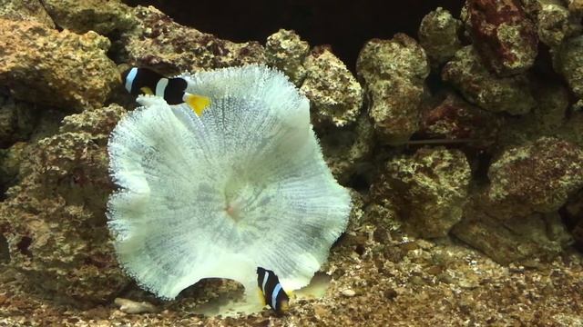 Amphiprion clarkii in 4K смотреть онлайн