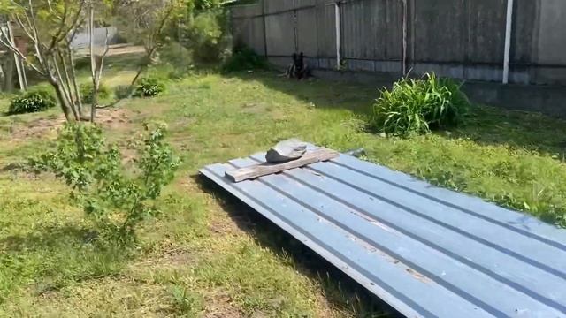 Уплатила за свет.Скоро будут петухи женихаться.😄 смотреть онлайн
