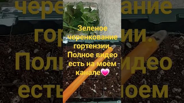 Зеленое черенкование гортензии в квартире#гортензииметельчатые #черенкованиегортензии смотреть онлайн